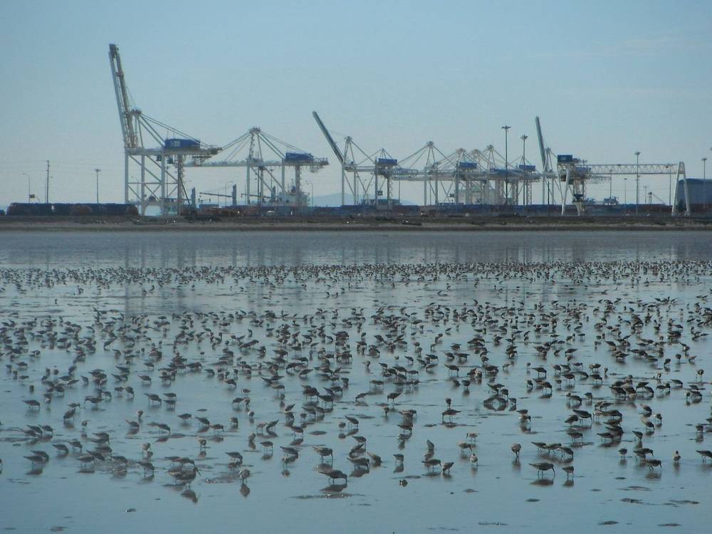Shorebirds feeding on a mudflat in front of container terminal cranes