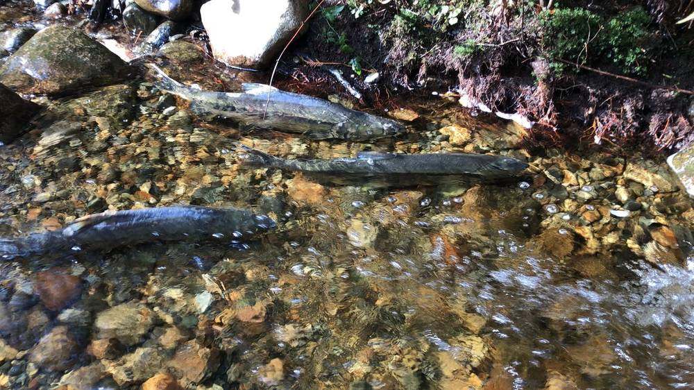 A juvenile fish on a wet gravel streambed