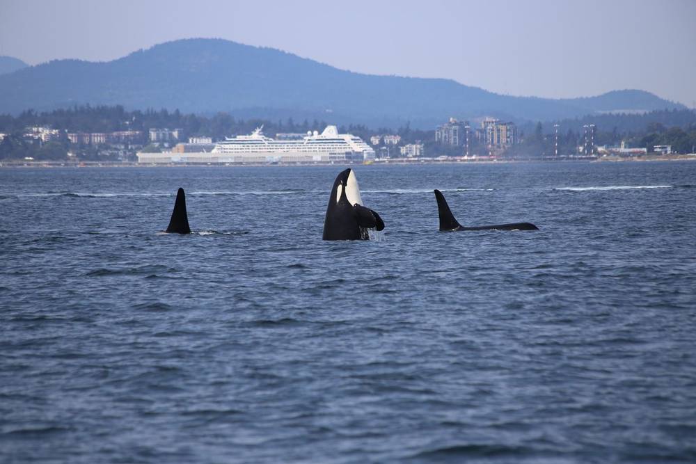 Killer whales surfacing near the coast with a cruise ship in the distance