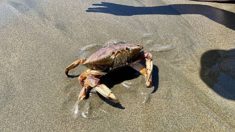 A crab on wet sand at low tide